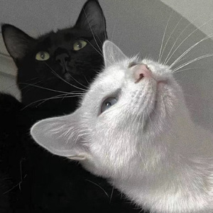 国产小马拉车 (19)(1)免费分享大全_大中国
